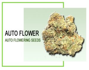 Autoflower Seeds
